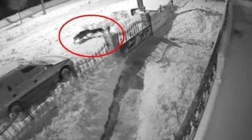 Tokat&rsquo;ta A&ccedil; Kalan Kurt Şehre İnerek K&ouml;peğe Saldırdı