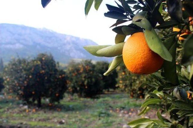 Portakalı 50 Kuruşa Satamayınca Bedava Veriyor