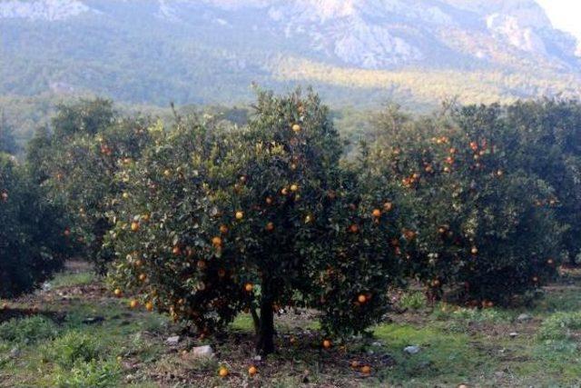 Portakalı 50 Kuruşa Satamayınca Bedava Veriyor