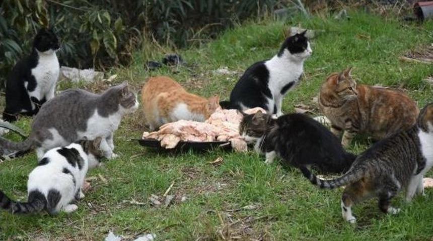 Dondurucu Soğukta Sahipsiz Hayvanları Yalnız Bırakmıyor