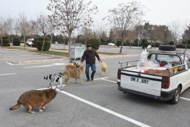 Dondurucu Soğukta Sahipsiz Hayvanları Yalnız Bırakmıyor