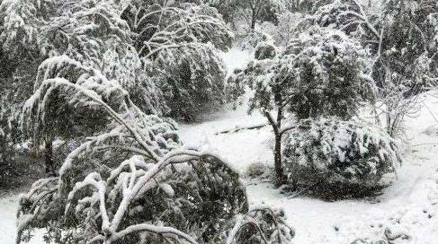 Mut&rsquo;ta 20 Yıl Sonra Yağan Kar 400 Bin Zeytin Ağacına Zarar Verdi