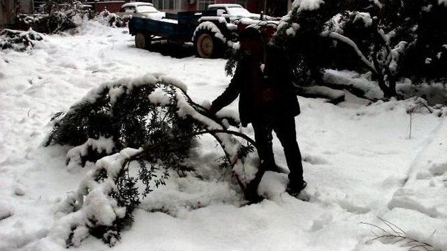 Mut’ta 20 Yıl Sonra Yağan Kar 400 Bin Zeytin Ağacına Zarar Verdi