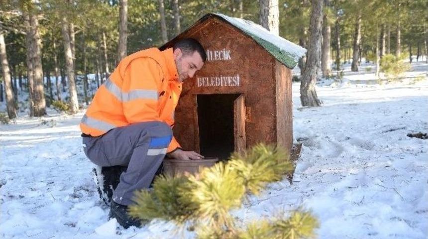 Bilecik Belediyesi Sokak Hayvanlarını &Ouml;nemsiyor
