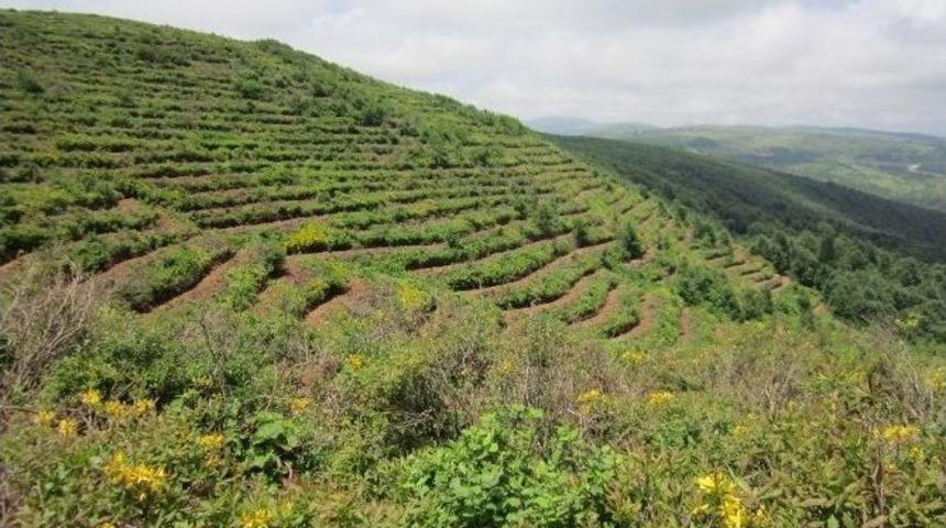2016 Yılında Giresun Ve Ordu&rsquo;da 1,5 Milyon Fidan Dikildi