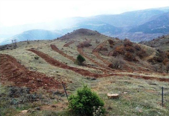 2016 Yılında Giresun Ve Ordu&rsquo;da 1,5 Milyon Fidan Dikildi 1
