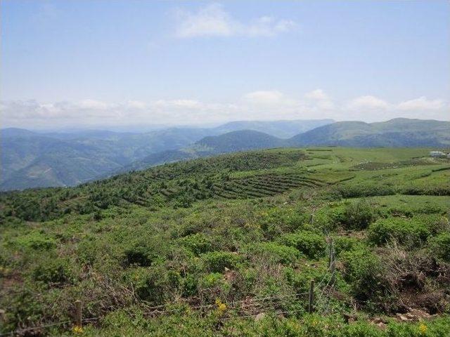 2016 Yılında Giresun Ve Ordu&rsquo;da 1,5 Milyon Fidan Dikildi 2