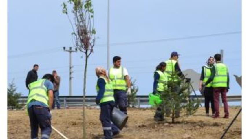 Giresun, Ordu Ve Sivas&rsquo;ta Fidan Seferberliği