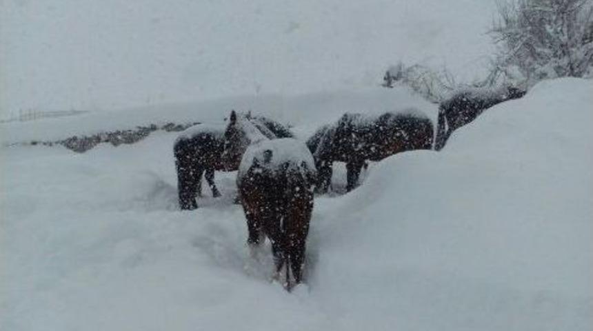 Atlar Kar Yağışı Altında &Ouml;l&uuml;me Terk Edildi