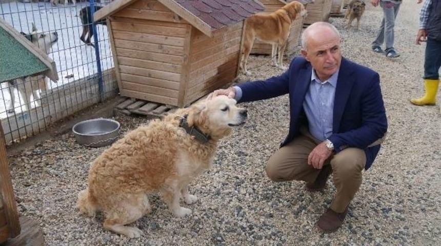 B&uuml;y&uuml;k&ccedil;ekmece Esnafına &rsquo;hayvan Dostu&rsquo; Sticker