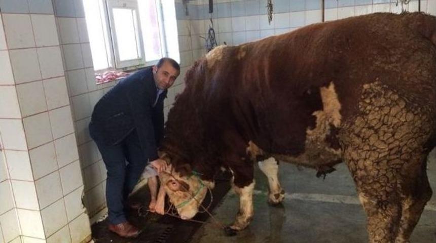 Dev Dana G&ouml;renleri Şaşkına &Ccedil;evirdi