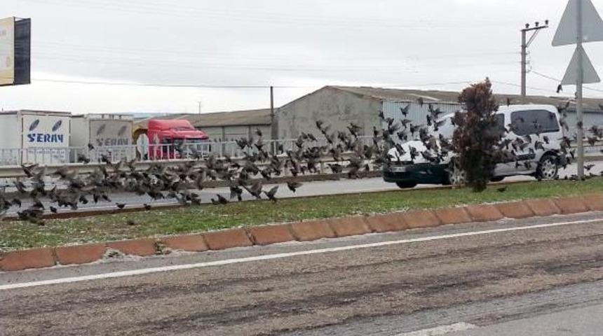 A&ccedil; Kalan Sığırcıklar Karayoluna Indi