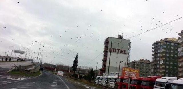 Aç Kalan Sığırcıklar Karayoluna Indi