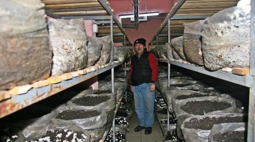 Muhtar Evinin Bodrum Katında Mantar Yetiştiriyor