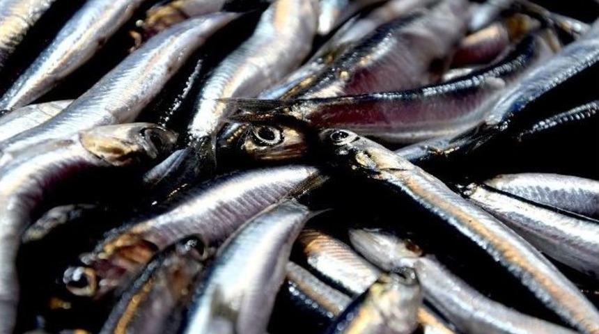 Hamsinin Kilogram Fiyatı Neredeyse Fındık Fiyatının 2 Katına &Ccedil;ıktı