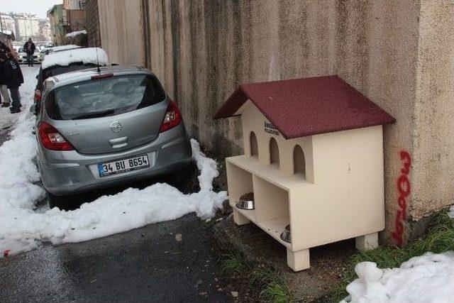 Üsküdar’da Kedi Evi Tartışması