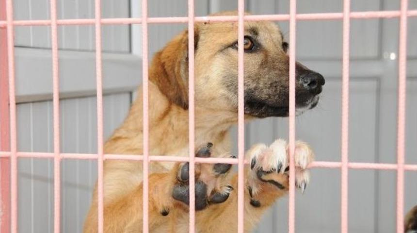 Kablo Hırsızları Hayvanları Mağdur Etti