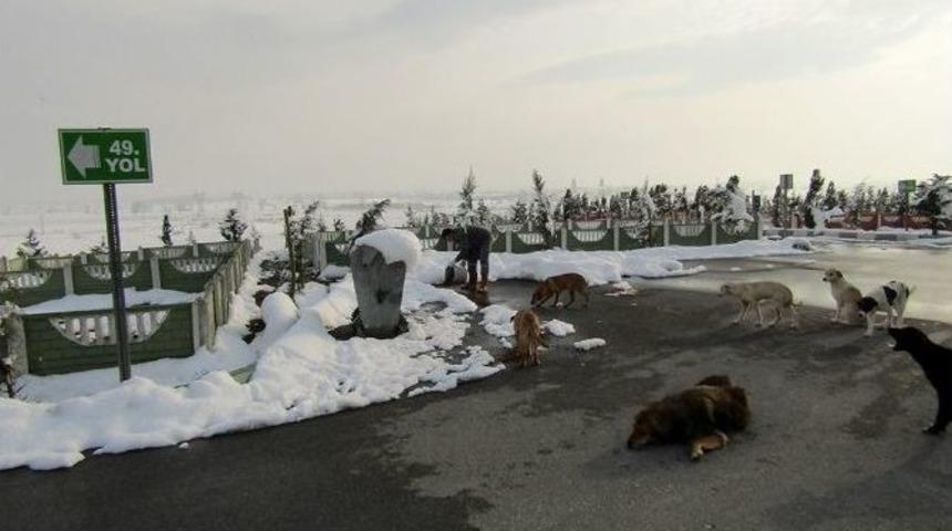 B&uuml;y&uuml;kşehir&rsquo;den Sokak Hayvanlarına Y&ouml;nelik Yeni Uygulama