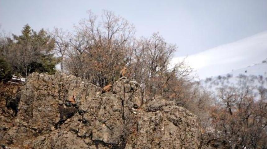 Tedavi Edilen Karaakbaba, Tunceli'de Doğaya Bırakıldı