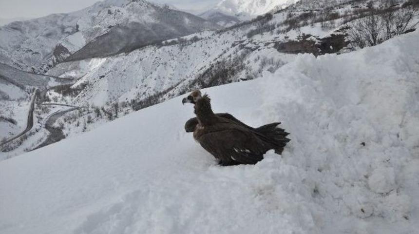 Tedavisi Yapılan Akbaba &Ouml;zg&uuml;rl&uuml;ğe Kanat &Ccedil;ırptı