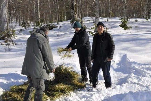 Yaban Hayvanları I&ccedil;in Doğaya Yem Bırakıldı 2