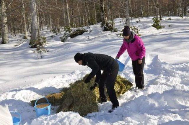 Yaban Hayvanları I&ccedil;in Doğaya Yem Bırakıldı 3