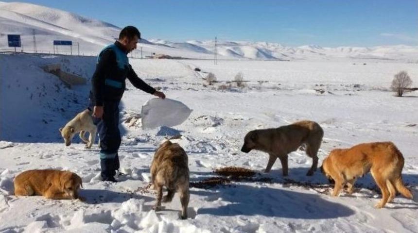 B&uuml;y&uuml;kşehir Yaban Ve Doğal Hayatı Koruyor