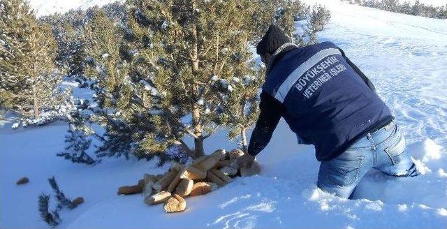 B&uuml;y&uuml;kşehir Yaban Ve Doğal Hayatı Koruyor 1