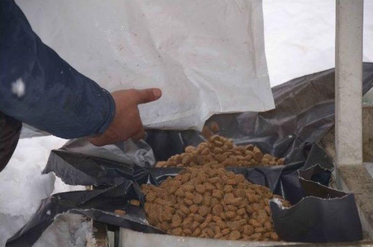 Turgutlu Belediyesi Can Dostlarını Unutmadı G2