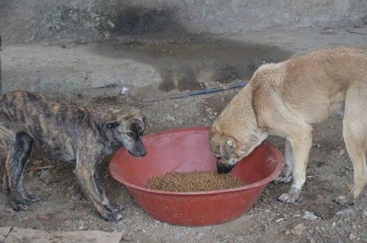 Turgutlu Belediyesi Can Dostlarını Unutmadı G5