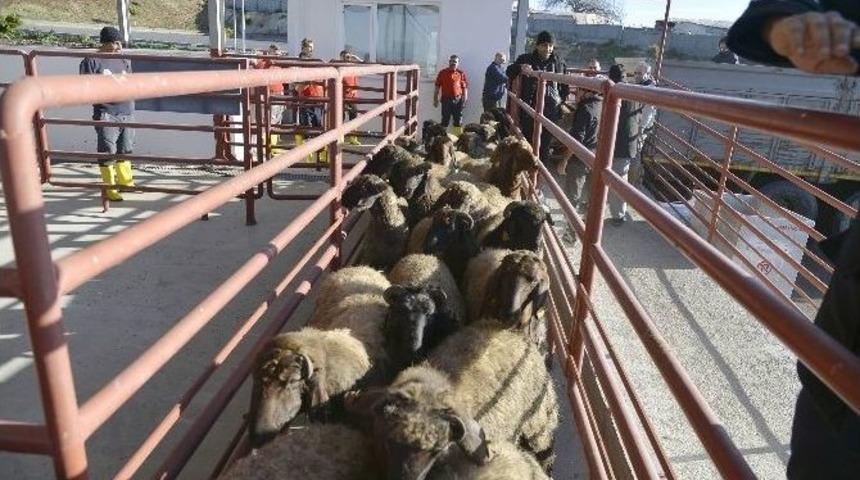 Mersin, Modern Mezbahalara Kavuşuyor