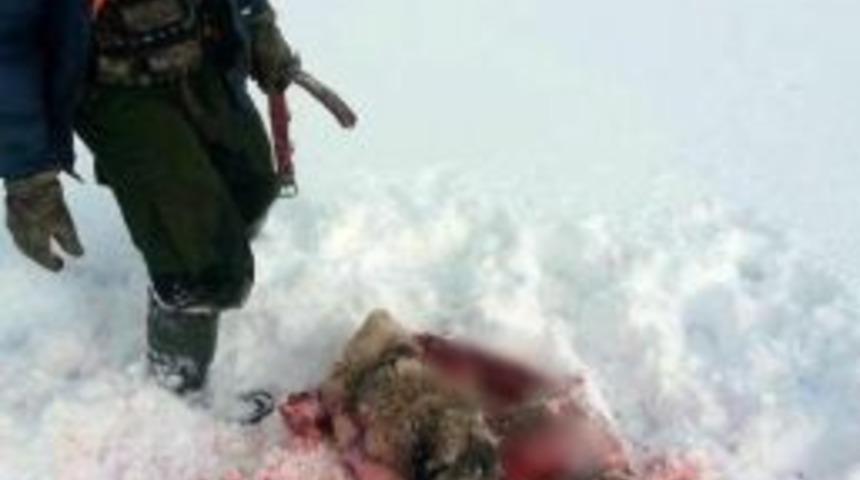 A&ccedil; Kalan Kurtlar Kangal K&ouml;peğini Yedi