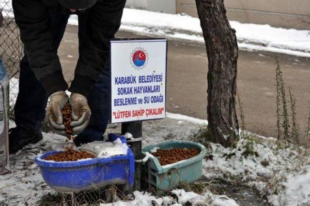 Karabük'te Sokak Hayvanlarına Yem