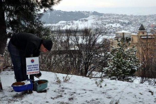 Karabük'te Sokak Hayvanlarına Yem