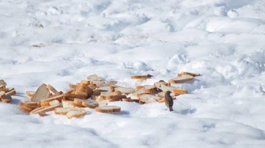 G&ouml;l Kuşları İ&ccedil;in Ekmek Attılar