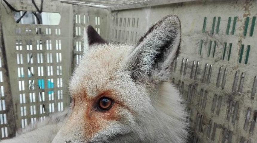 Aşırı Soğuktan Kısmi Fel&ccedil; Ge&ccedil;iren Tilki Tedavi Altına Alındı