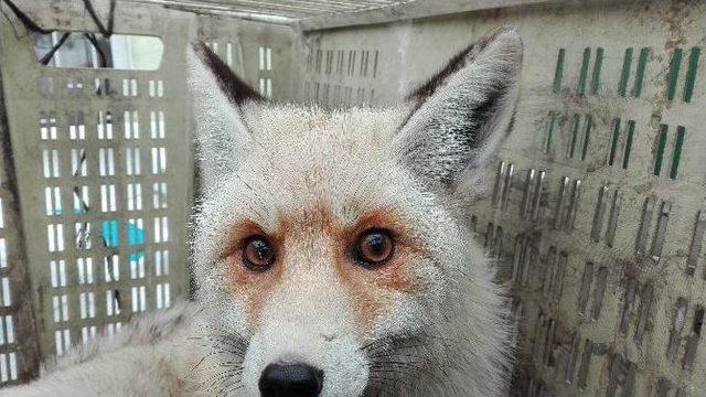 Aşırı Soğuktan Kısmi Felç Geçiren Tilki Tedavi Altına Alındı