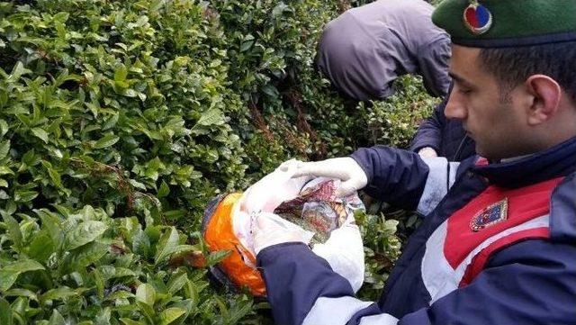 Rize’de Çay Bahçesinde 500 Gram Esrar Maddesi Ele Geçirildi