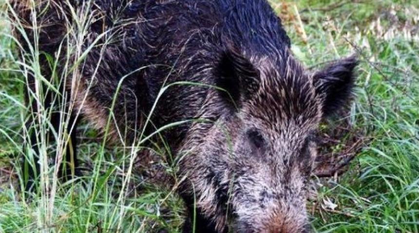 Yılbaşı Gecesi Eve Gelen Yaban Domuzu, Bir Daha Gitmedi