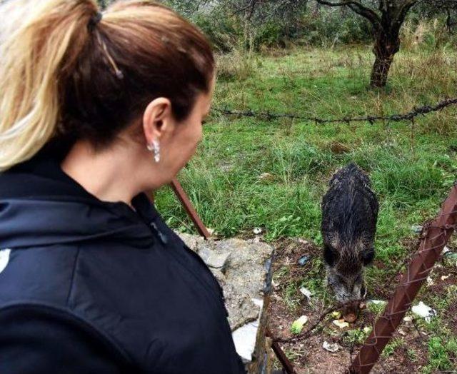 Yılbaşı Gecesi Eve Gelen Yaban Domuzu, Bir Daha Gitmedi