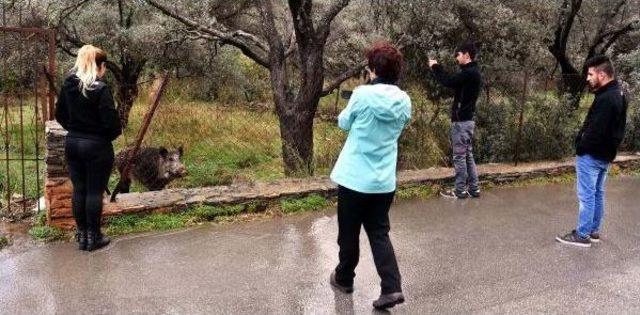 Yılbaşı Gecesi Eve Gelen Yaban Domuzu, Bir Daha Gitmedi