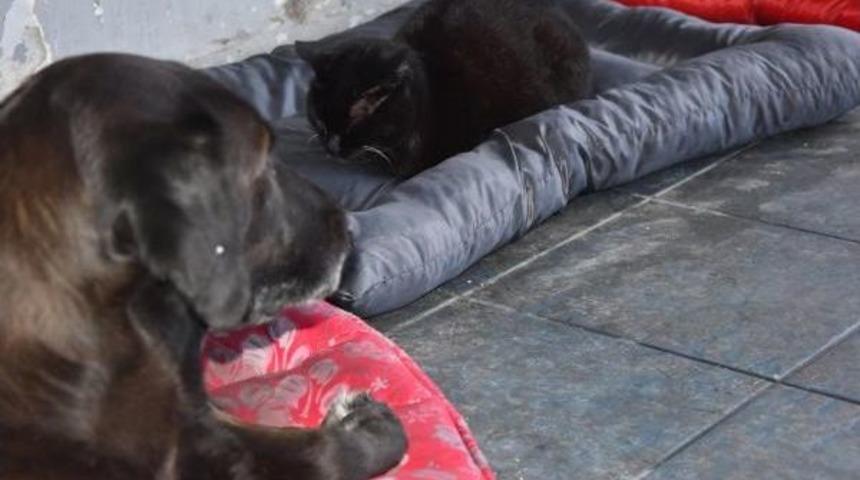 Soğuk Havada Kedi- K&ouml;pek Dostluğu