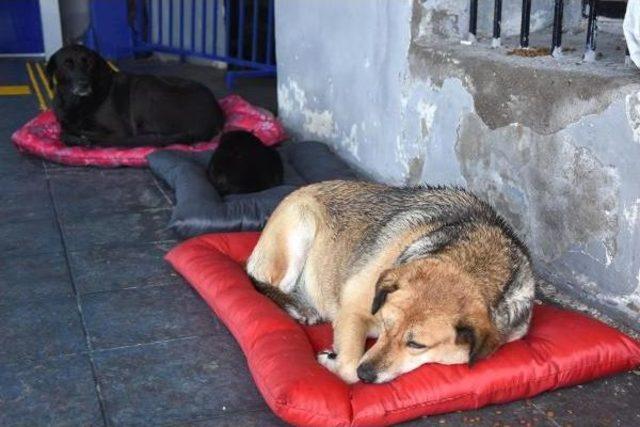 Soğuk Havada Kedi- Köpek Dostluğu