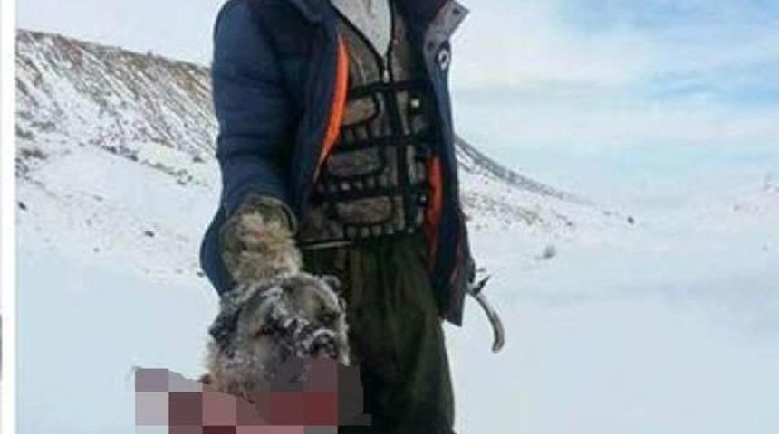 A&ccedil; Kalan Kurtlar K&ouml;peği Par&ccedil;alayıp, Yedi