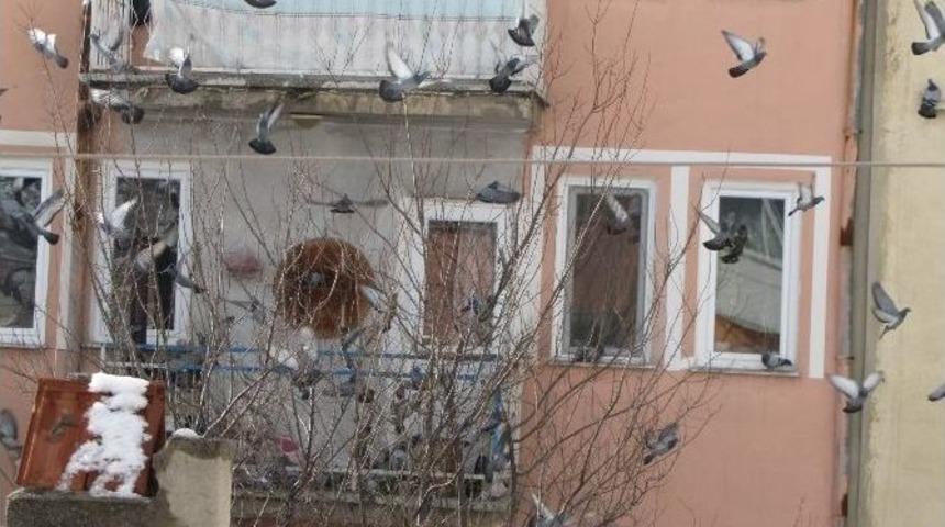 Aç Güvercinler Yiyecek Bulma Telaşında