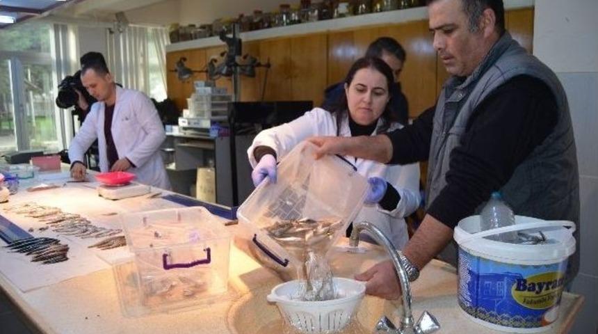 "palamut Hamsiyi Yedi, Hamsi Avı Azaldı" S&ouml;ylentisini Araştırıyorlar