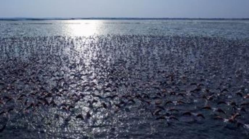 Pelikanların Akşam Dansı B&uuml;y&uuml;ledi