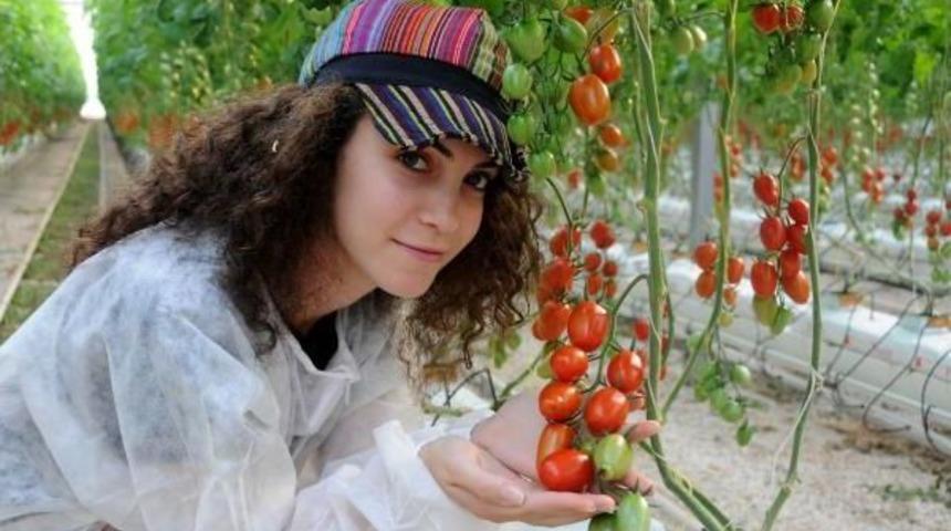 &nbsp;Domateste Ihra&ccedil; Kaybı 74 Milyon Dolar