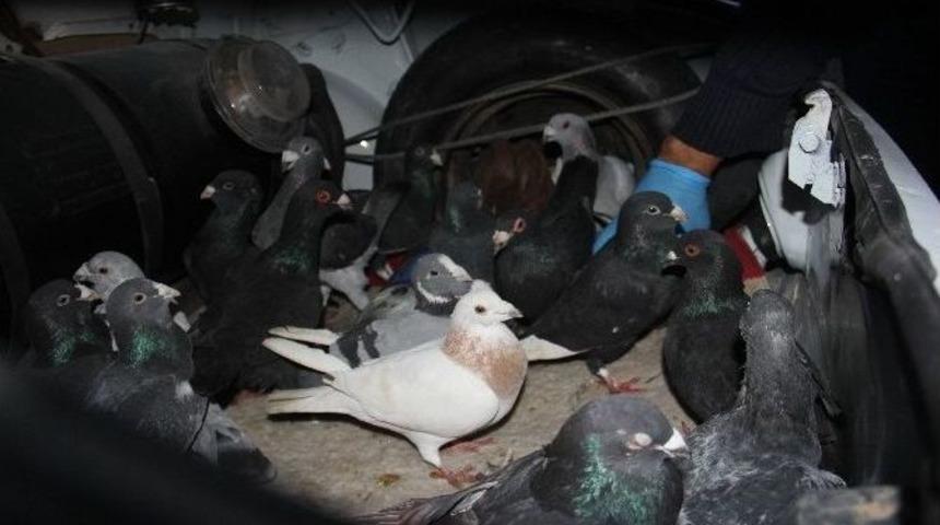 Otomobil Çalıp Güvercin Gasp Eden 5 Kişi Tutuklandı