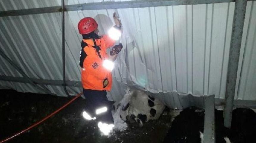 Yoğun Kardan Ahırın &Ccedil;atısı &Ccedil;&ouml;kt&uuml;, Hayvanlar Telef Oldu